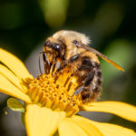 bee on flower