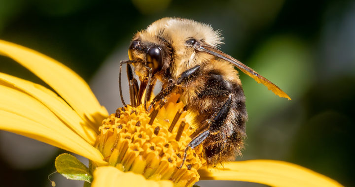 bee on flower